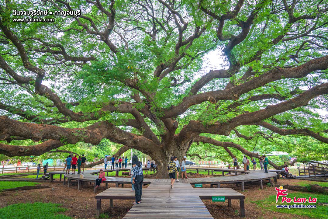 Giant Monkey Pod Tree